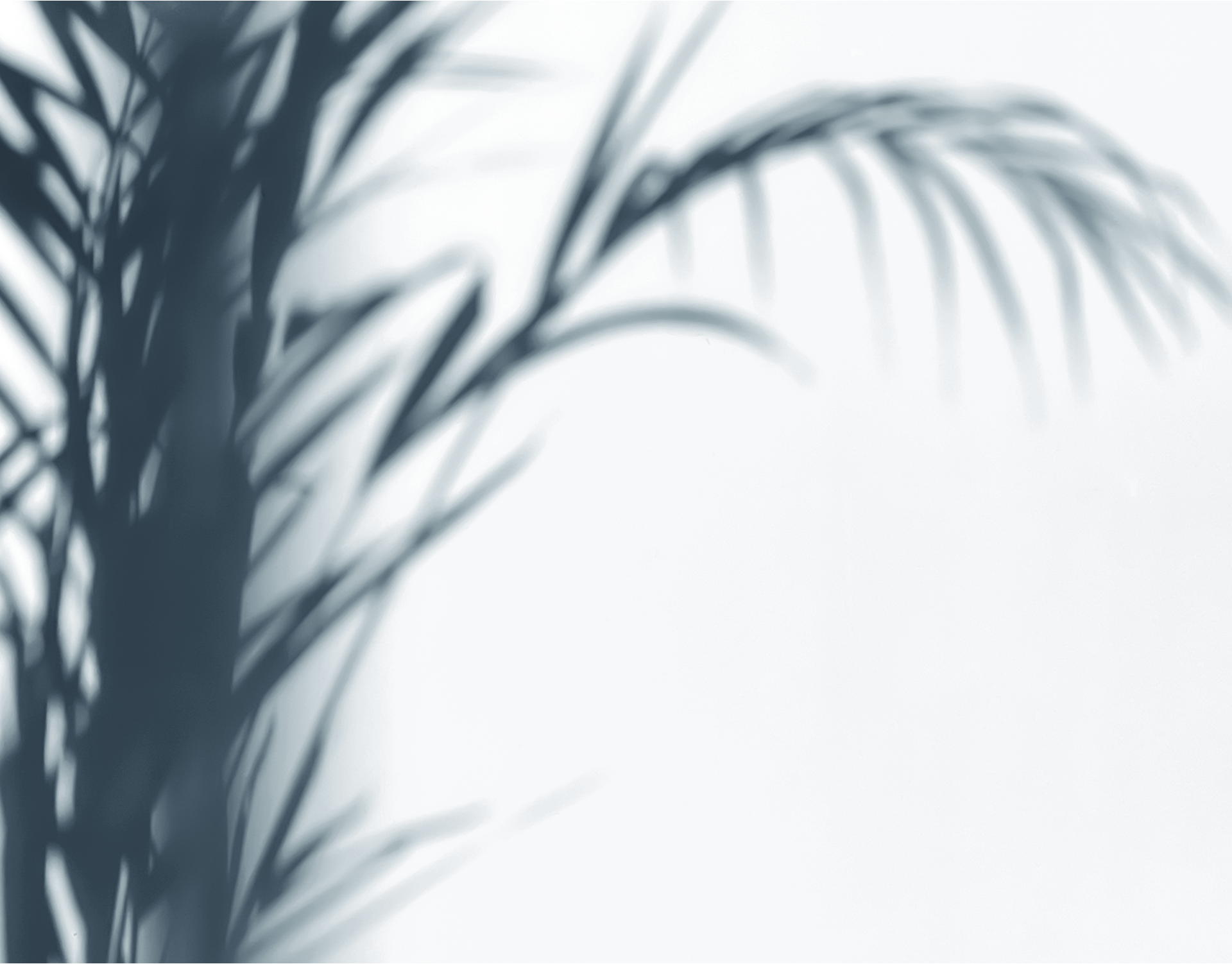 Shadow of a palm tree in the background